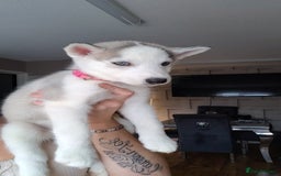Siberian Husky dogs for sale: Siberian huskys READY NOW 1 boy 1 girl. - Image 1