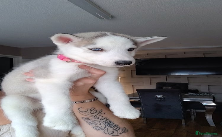 Siberian Husky dogs - Advert 2