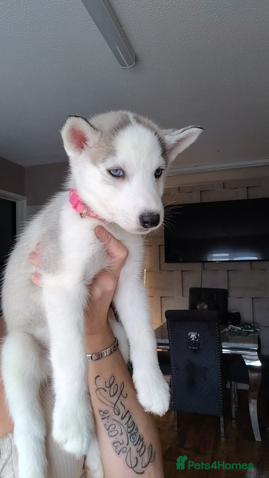 Siberian Husky dogs for sale: Siberian huskys READY NOW 1 boy 1 girl. - Image 1