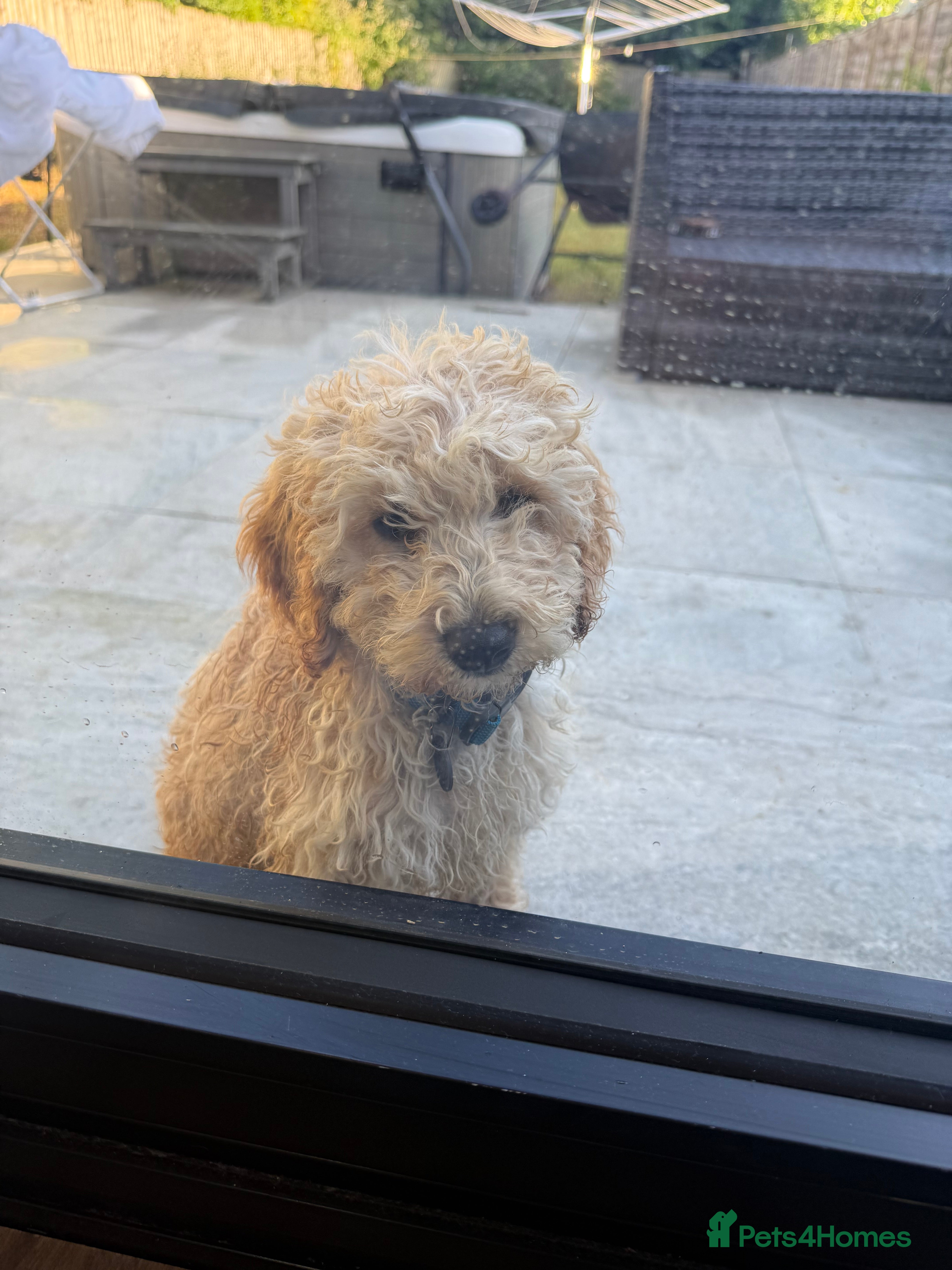 Cockapoo dogs for sale: 12 week cockapoo for sale  - Advert 3