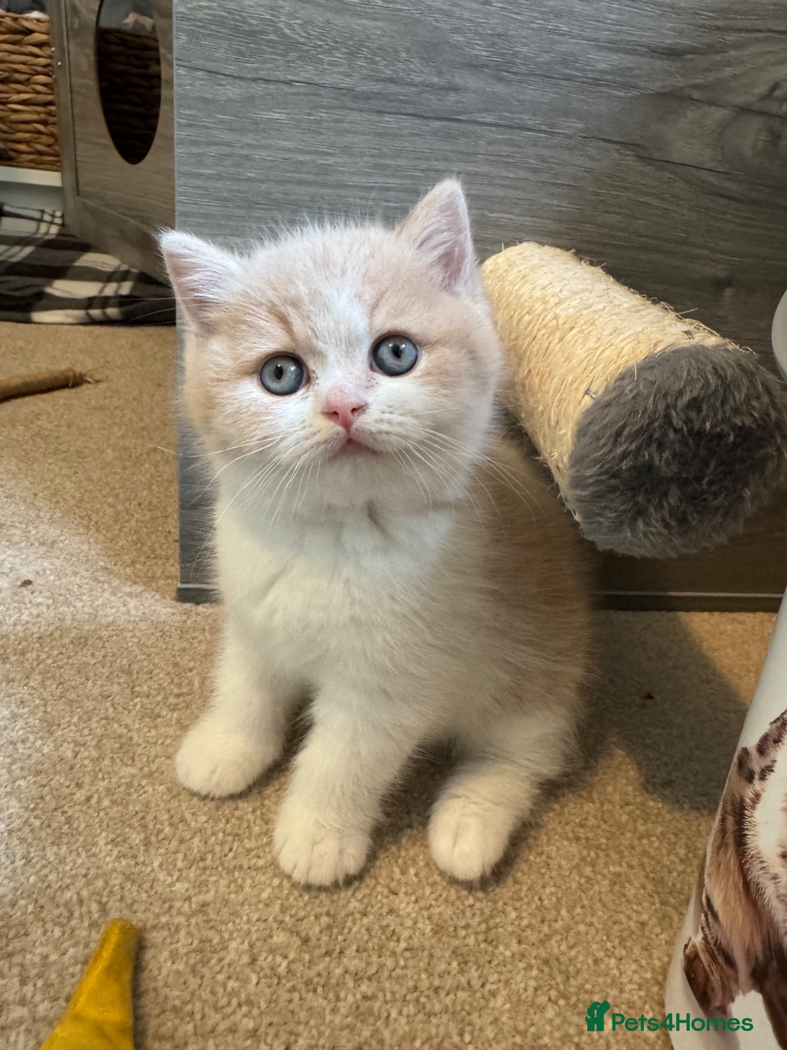 British Shorthair cats Cream and white male British shorthair  - Advert 14