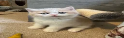 British Shorthair cats for sale: Cream and white male British shorthair  - Advert 1