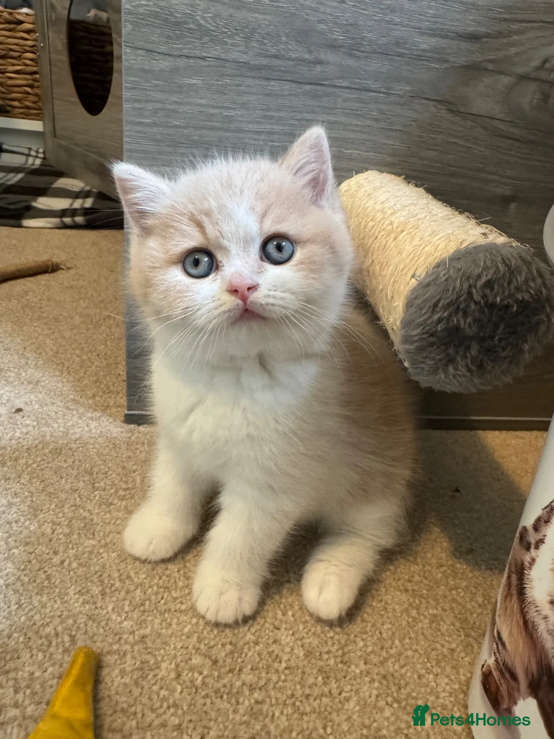 British Shorthair cats for sale: Cream and white male British shorthair  - Advert 1