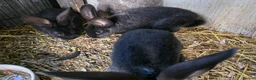 Continental Giant rabbits for sale: Black continental giant rabbits  - Advert 4