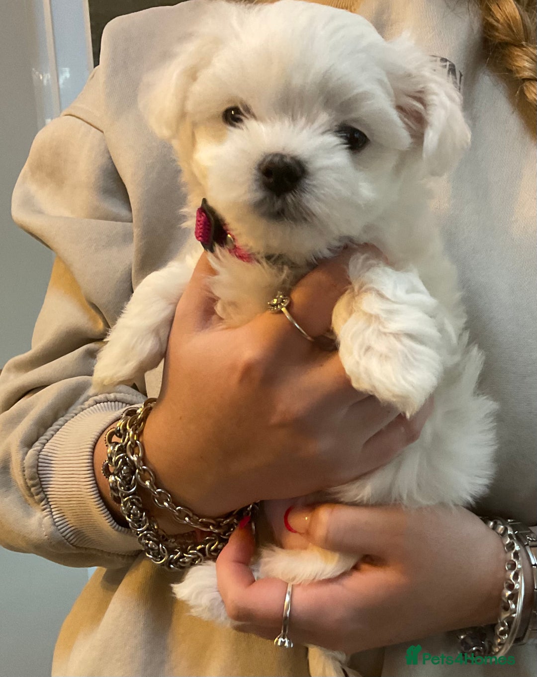 Maltese dogs for sale: Maltese puppies Kc registered  - Advert 12