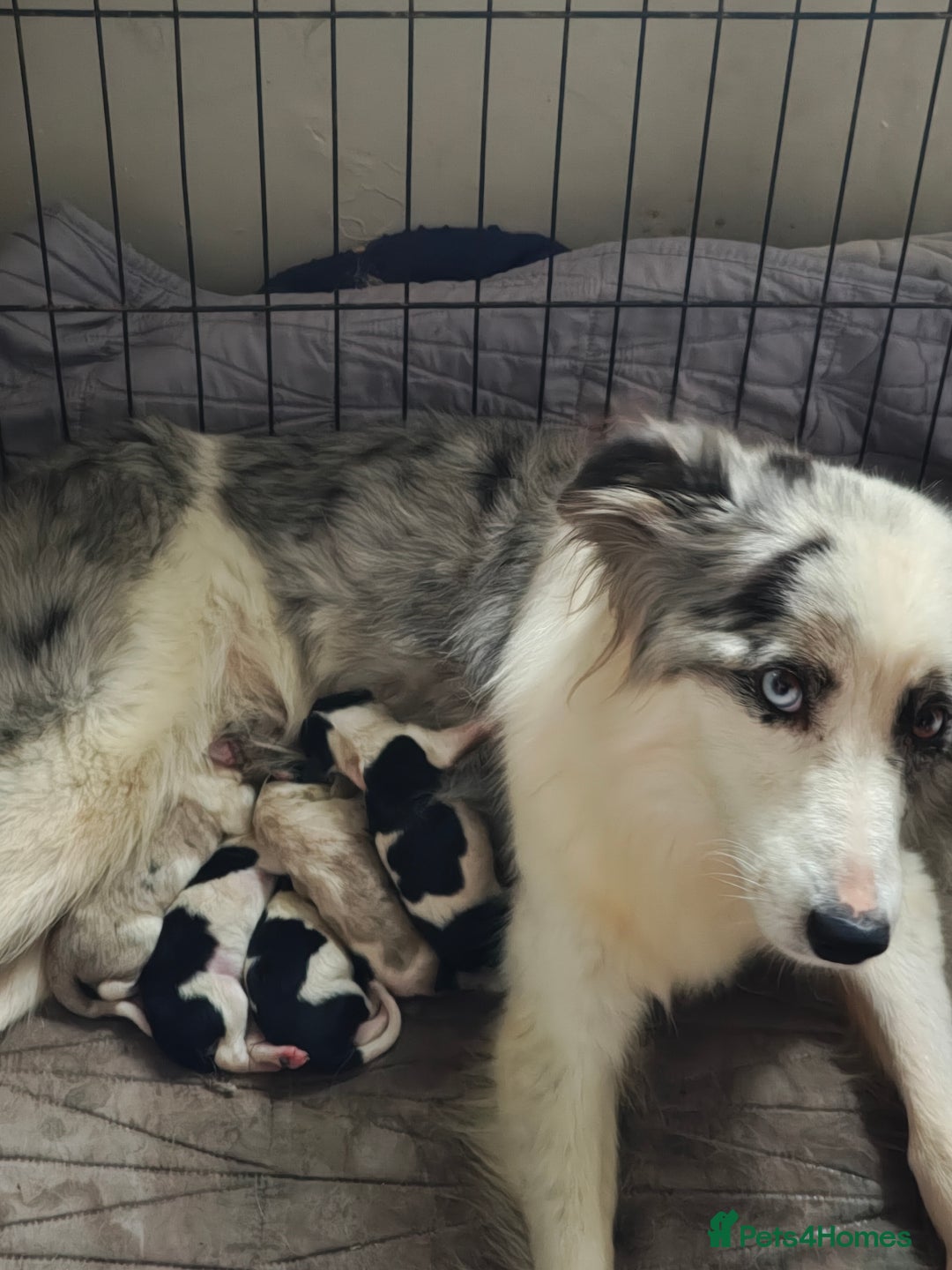 Border Collie dogs for sale: Border collie pups  - Advert 6