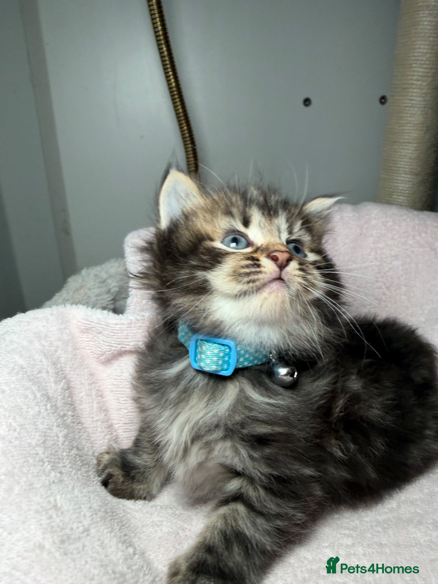 LaPerm cats LaPerm Kittens Ready for Reservation😍 - Advert 1