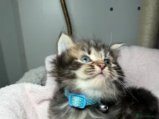 LaPerm cats LaPerm Kittens Ready for Reservation😍 - Advert 1