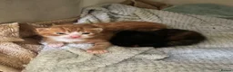 Mixed Breed cats for sale: 2 gorgeous boys  - Advert 2