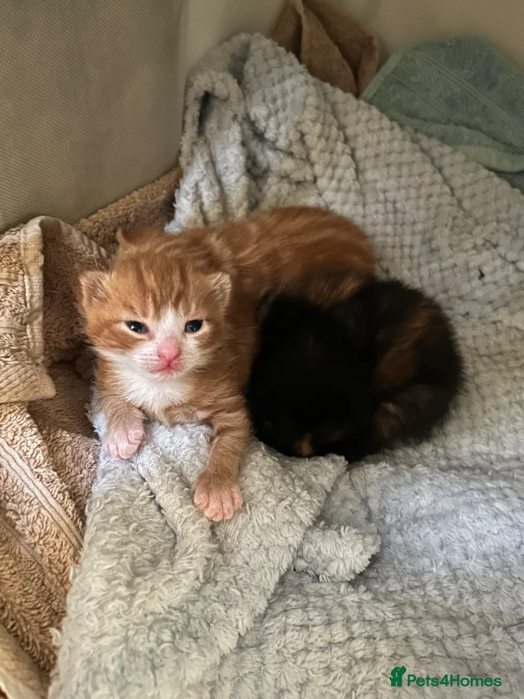 Mixed Breed cats for sale: 2 gorgeous boys  - Advert 2
