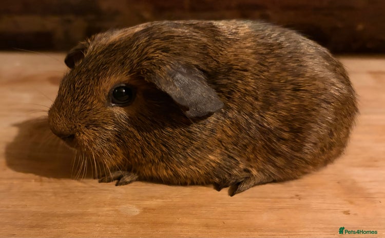 Guinea Pig rodents Beautiful Buff Agouti Guinea Pigs - Advert 3