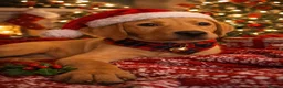 Labrador Retriever dogs for sale: Stunning KC Lab Pups- Sired By Woodruff Numero Uno - Advert 12