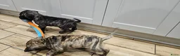 Great Dane dogs for sale: ONLY 1 LEFT Stunning Brindle Male Great Dane Pup - Advert 10