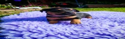 Mixed Breed dogs for sale: Jackpins - Advert 5