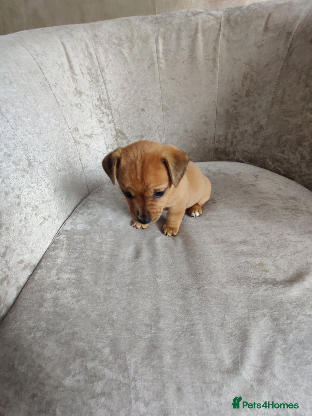 Mixed Breed dogs for sale: Four Little Ones:Sweet Female Puppies Seeking Home - Image 6