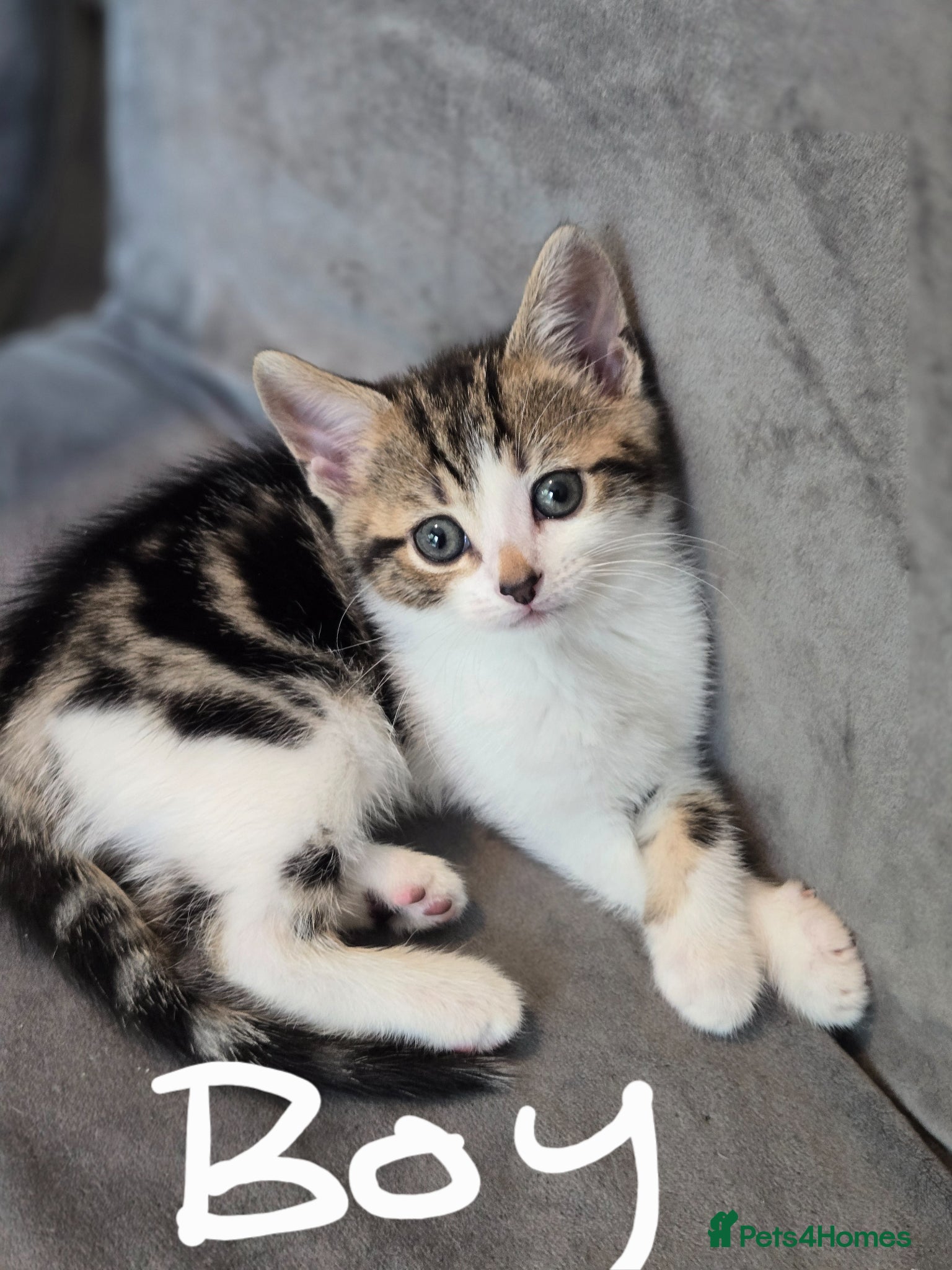 Mixed Breed cats Beautiful Kittens Ready for New Homes 🐾 - Advert 1