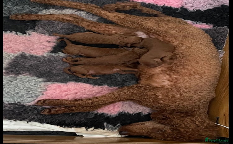 Miniature Poodle dogs - Advert 7