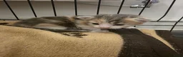 Mixed Breed cats for sale: 2 kittens for sale  - Advert 8