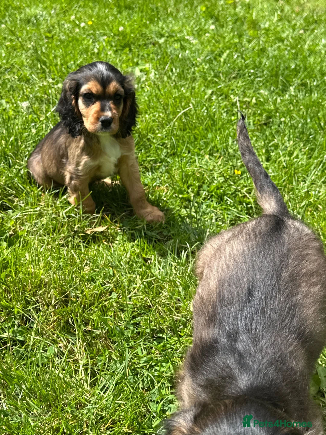 Cockalier dogs for sale: Stunning Boys Ready Now - Advert 10