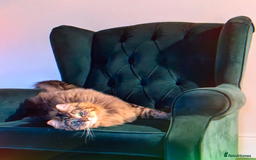 Siberian cats for sale: Tabby Siberian Cross Male - Image 2