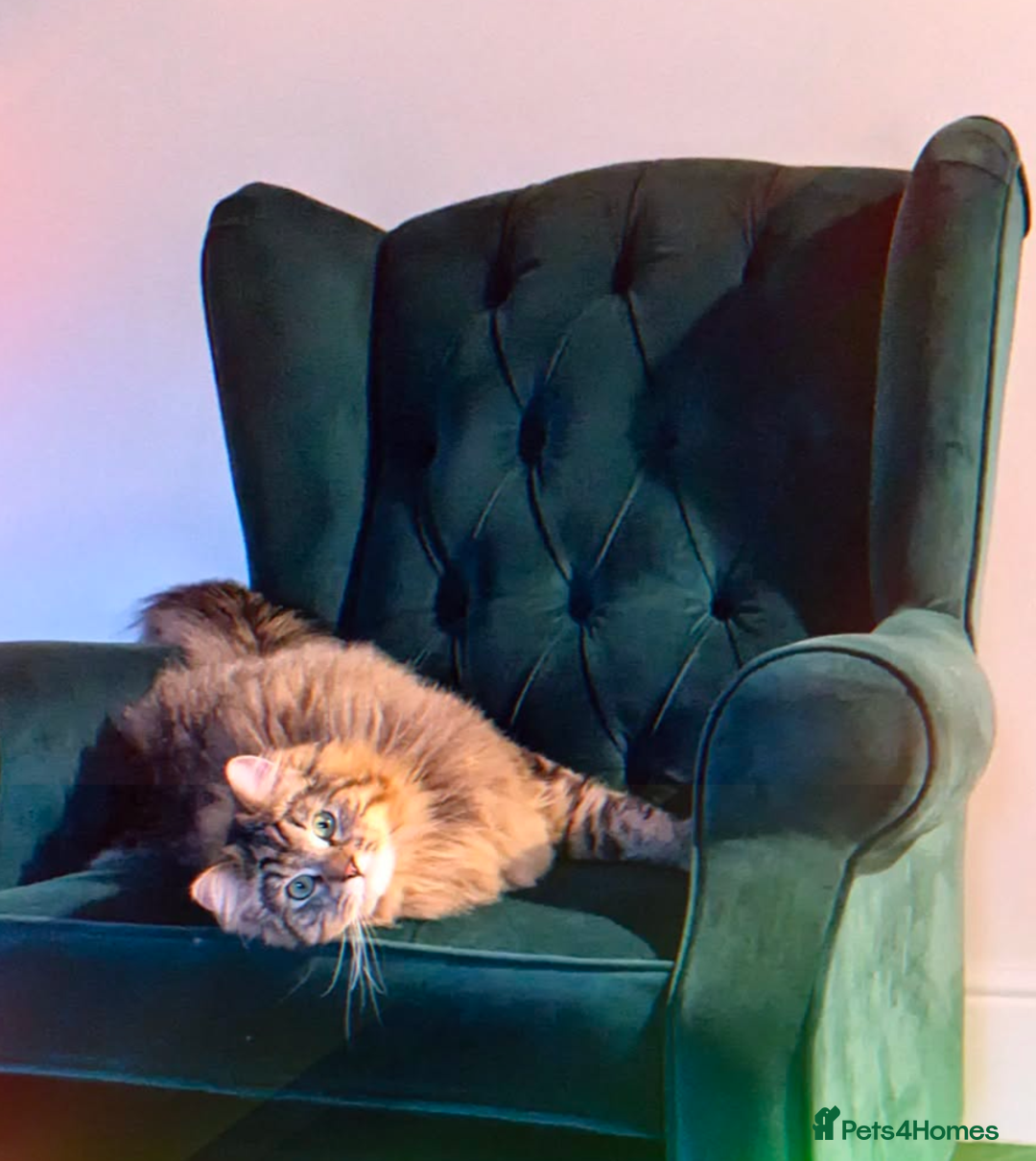 Siberian cats for sale: Tabby Siberian Cross Male - Image 2