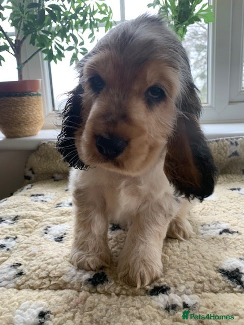 Cocker Spaniel dogs READY TO GO KC REG SHOW TYPE COCKERS - Advert 1