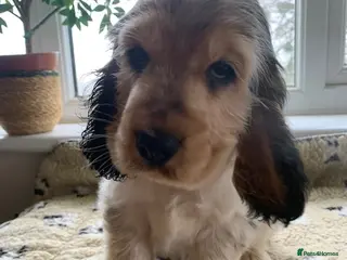 Cocker Spaniel dogs READY TO GO KC REG SHOW TYPE COCKERS - Advert 1