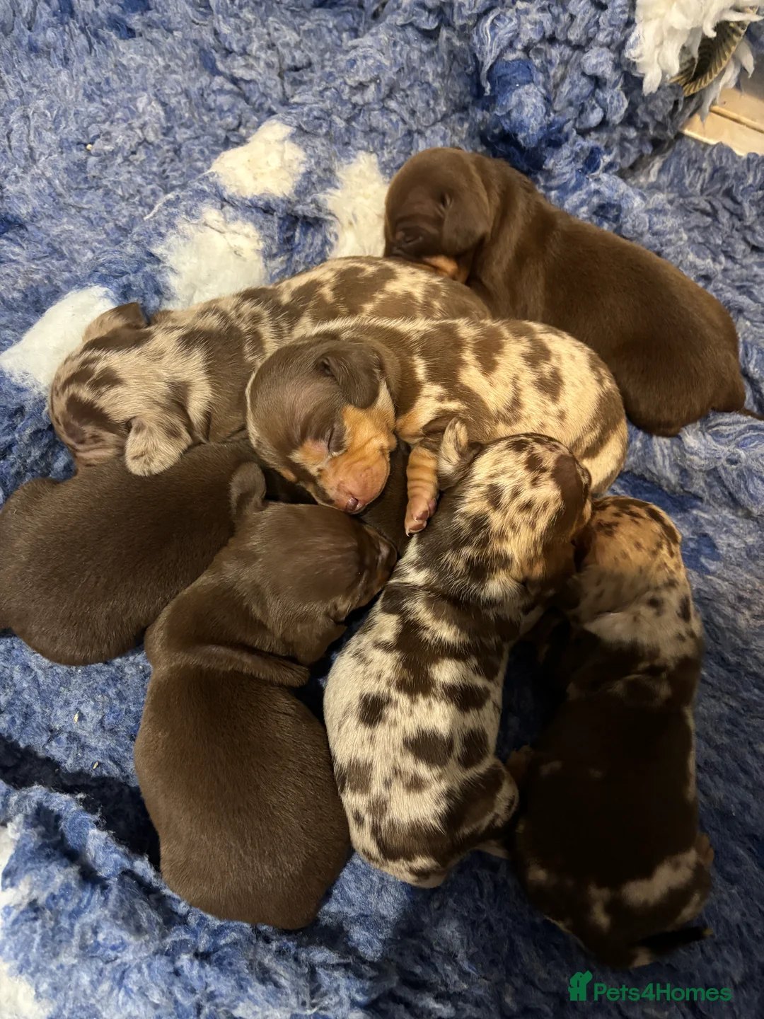 Miniature Dachshund dogs for sale: Stunning kennel club registered mini dachshunds  - Advert 3