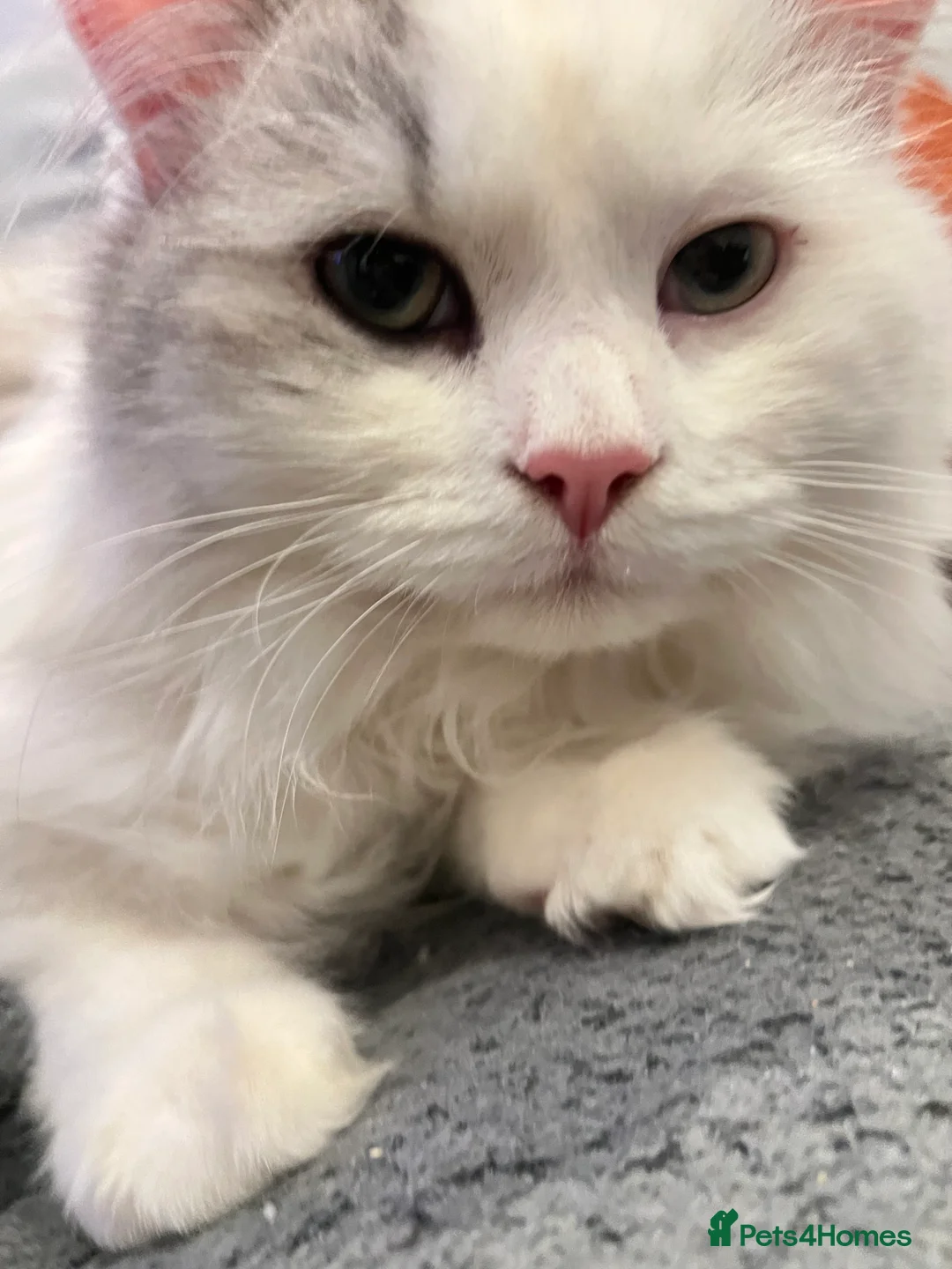 Ragdoll cats for sale: Ragdoll male 9 months old  - Advert 9