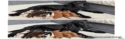 Cocker Spaniel dogs for sale: Last Remaining Chocolate Show Cocker - Ready 17/07 - Advert 8