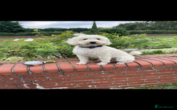 Sproodle dogs for sale: F1 Miniature Sproodles from Health Tested Parents. - Image 23