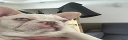 French Bulldog dogs for sale: Beautiful New Shade Isabella French Bulldog Puppy  - Advert 3