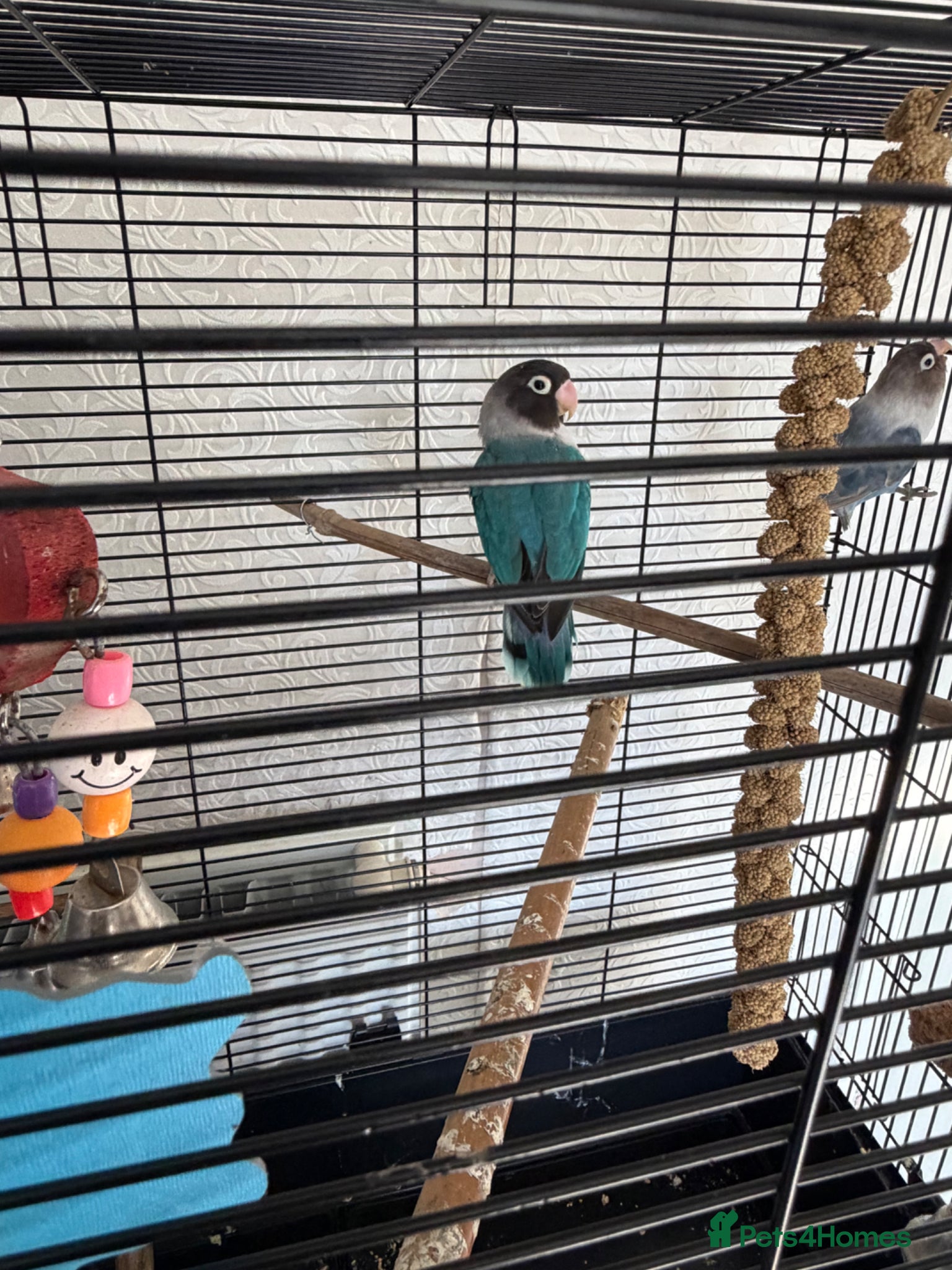 Lovebirds birds pairs of love birds breeding pairs with cage - Advert 2