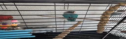 Lovebirds birds for sale: pairs of love birds breeding pairs with cage - Advert 2