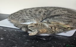 British Shorthair cats for sale: Willow is looking for a new home  - Image 2