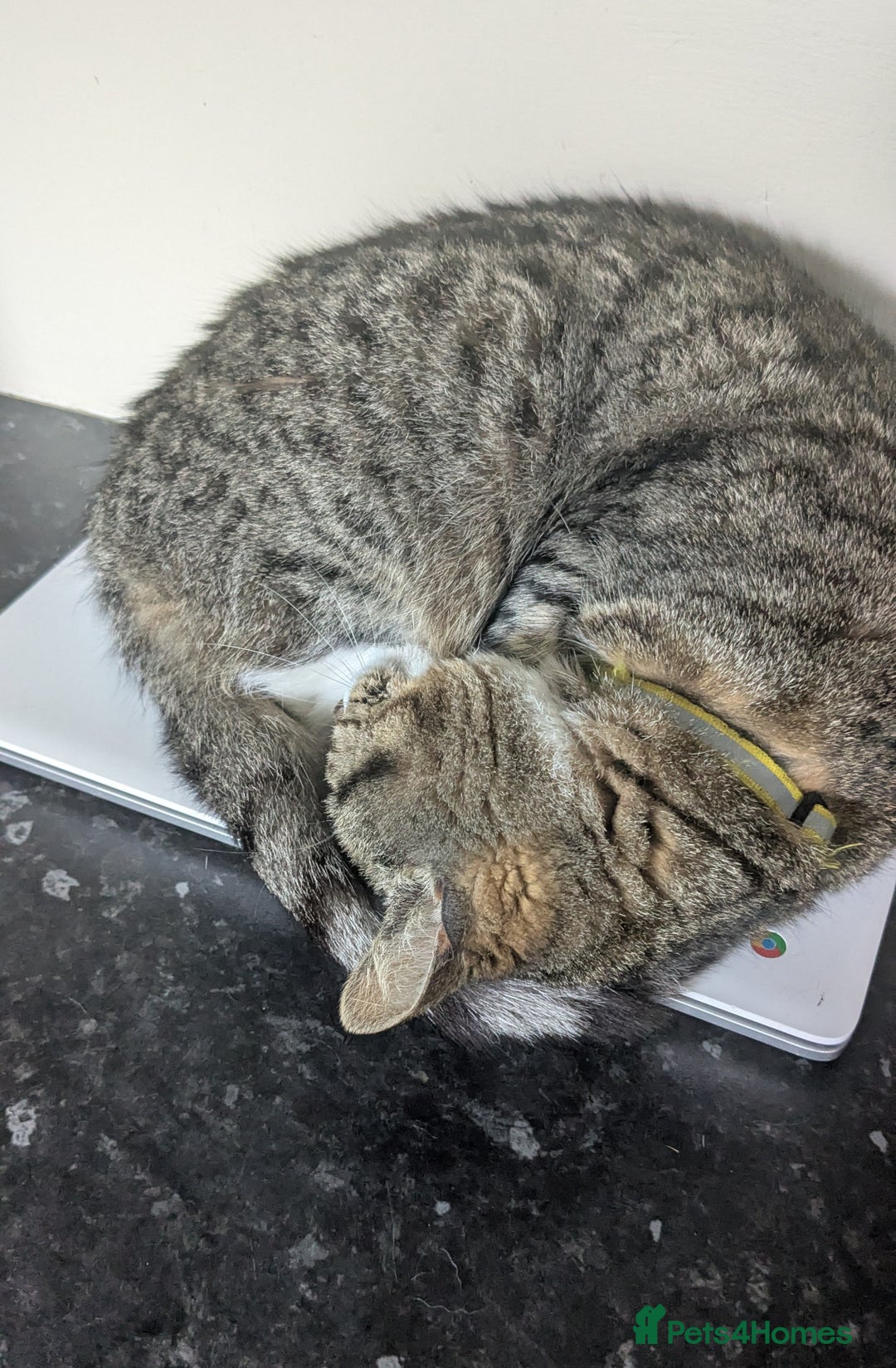 British Shorthair cats for sale: Willow is looking for a new home  - Image 2