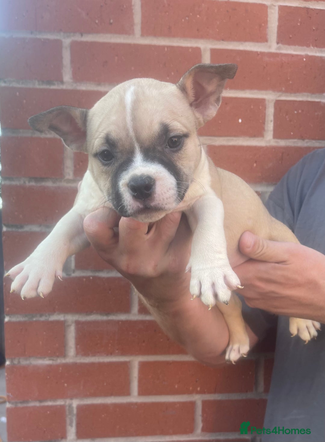 American Bully dogs for sale: ABKC pocket bullys - Image 8
