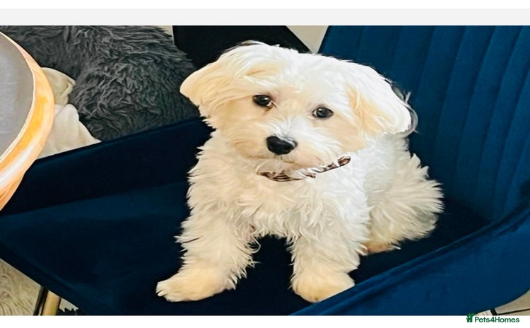 Maltese dogs - Advert 3
