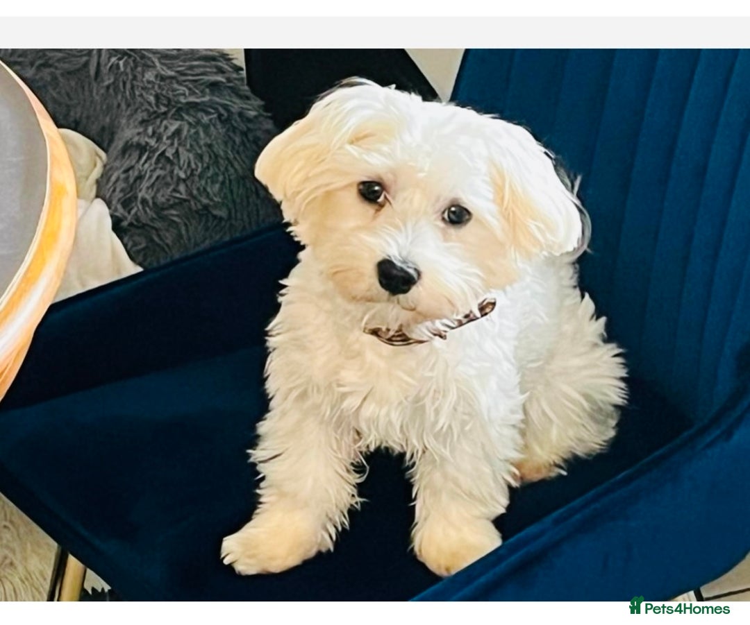 Maltese dogs for stud: Kc proven stud  - Image 1