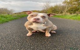American Bully dogs for sale: Pocket Bully - Image 2