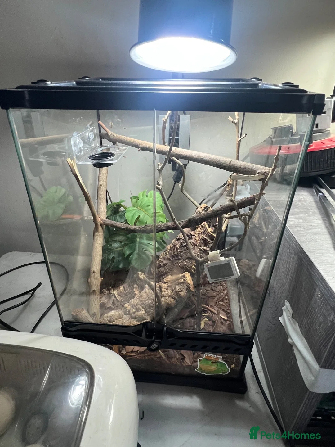 Gecko reptiles for sale: Crested gecko with set up  - Advert 3