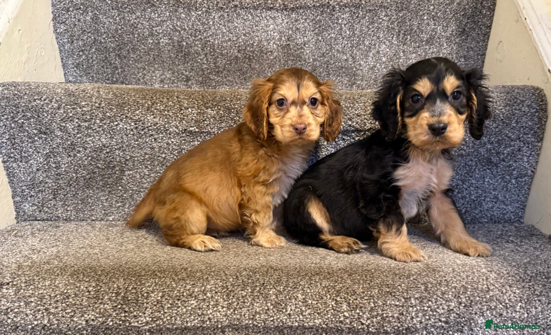 Cockapoo dogs for sale: F1 truly stunning Cockerpoo puppies ready to leave - Advert 6
