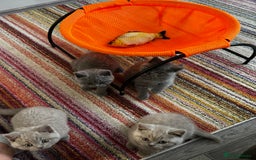 British Shorthair cats for sale: 4 Gorgeous chunky British shorthair kittens  - Image 7