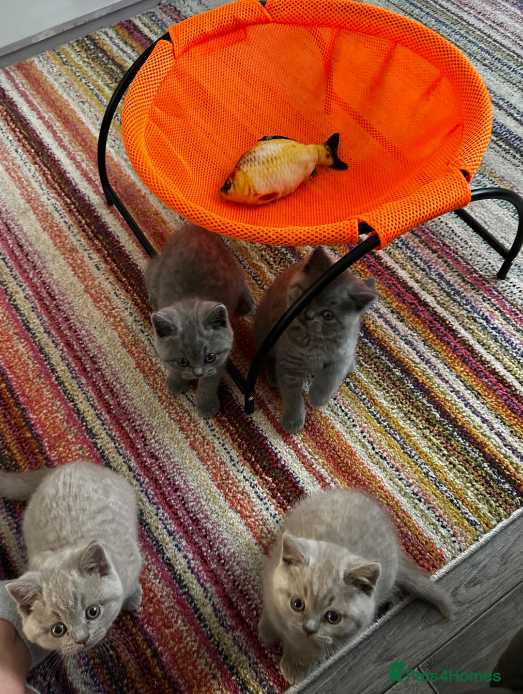 British Shorthair cats for sale: 4 Gorgeous chunky British shorthair kittens  - Image 7