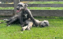 Irish Wolfhound dogs for sale: FEMALE IRISH WOLFHOUND PUPPIES FOR SALE - Image 2