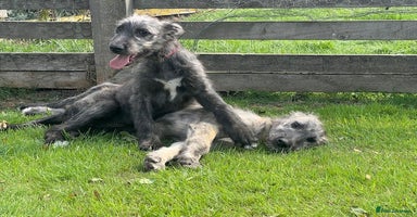Irish Wolfhound dogs - Advert 5