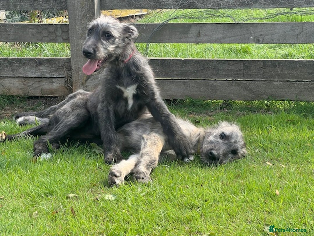 Irish Wolfhound dogs for sale: FEMALE IRISH WOLFHOUND PUPPIES FOR SALE - Image 2
