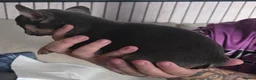 French Bulldog dogs for sale: French bulldog pups in Port Talbot - Advert 4