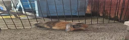 Mixed Breed rabbits for sale: Lop and lion lop half brothers - bonded. - Advert 3