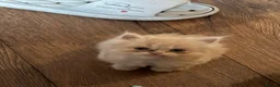 Persian cats for sale: Two gorgeous playful male kittens - Advert 7